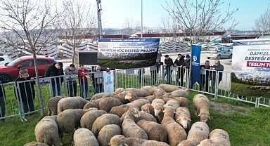 Büyükşehir’den üreticilere damızlık koç desteği