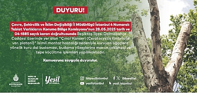 Beşiktaş’taki kanserli ağaçlara budama
