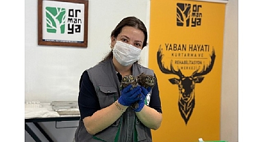 İtfaiyeden baykuş operasyonu