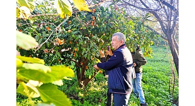 Çiftçinin Ürünü Dalında Kaldı, Belediye Topladı Halka Dağıttı